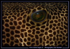 The Eye of a Pufferfish... ;O)... by Michel Lonfat 